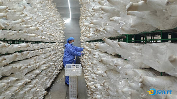 特色产业助增收 食用农产品高质量发展之路
