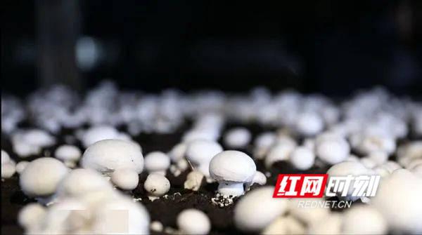 东安 农产品“带码上市”守护舌尖上的安全