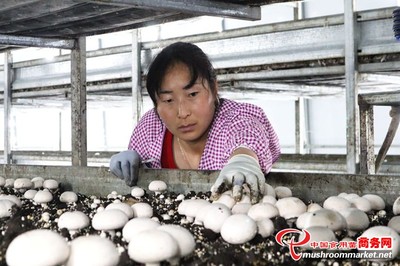 临泽县工厂化双孢菇远销霍尔果斯口岸 食用农产品出口迎新机
