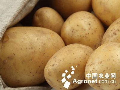 黄金宝白菜 颜值与营养兼具的食用农产品