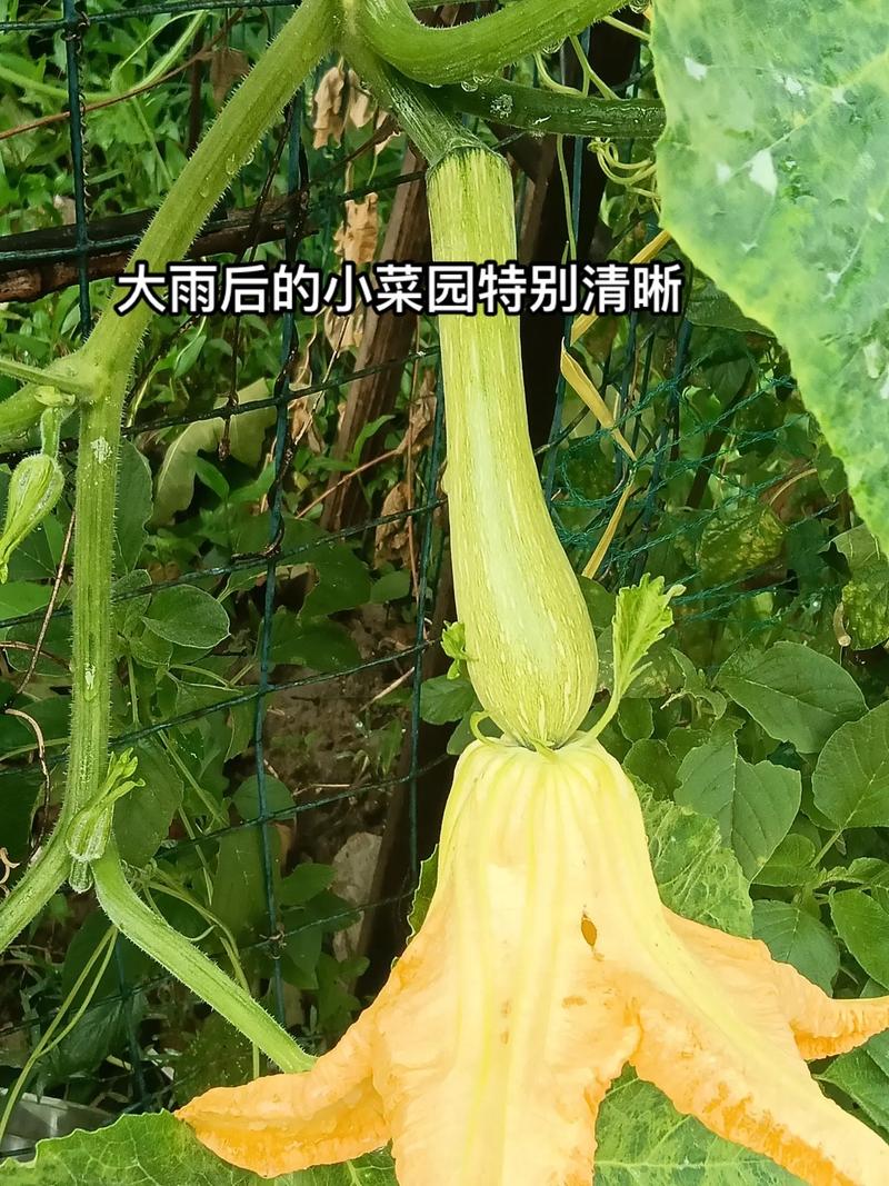 田野里的馈赠 认识我们餐桌上的农作物